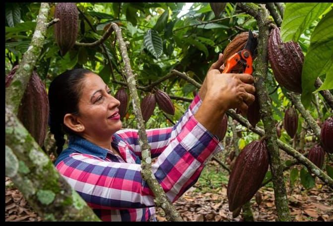 Mujeres que transforman el cacao: protagonistas de Chocoshow 2025